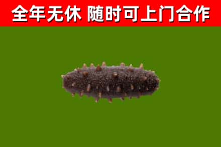 包头市烟酒回收干海参.jpg